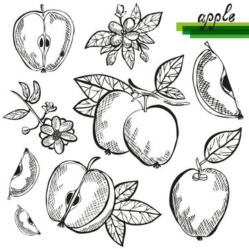 apple fruits set
