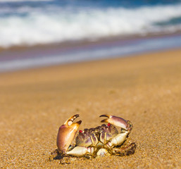 Pure Threat Menacing Eyes