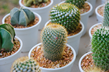 Small different types of cactus plants.