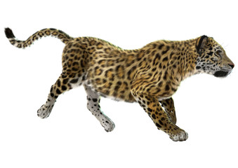 Jaguar