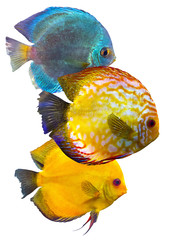 discus