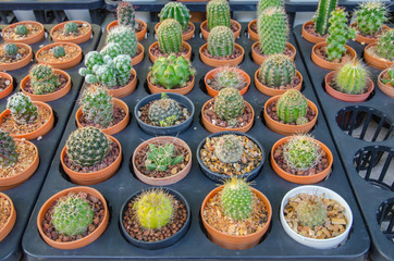 Small different types of cactus plants.