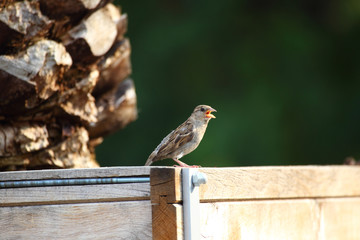 Spatz 3