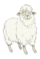 Funny vector cartoon sheep