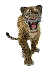 Wild Jaguar