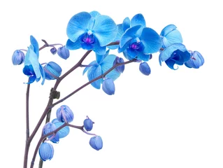 Deurstickers orchidee bloemen © neirfy