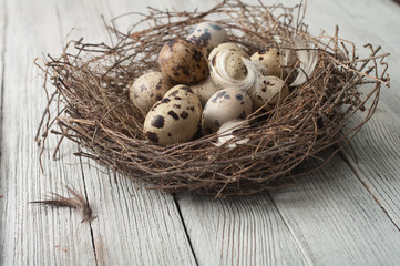 Fototapeta premium birds eggs