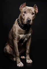 Portrait of a pitbull puppy