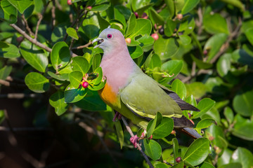 Pink-necked Green Pigeon with fruit in his mount