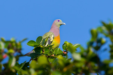 Male Pink-necked Green Pigeon(Treron vernans) with blue sky