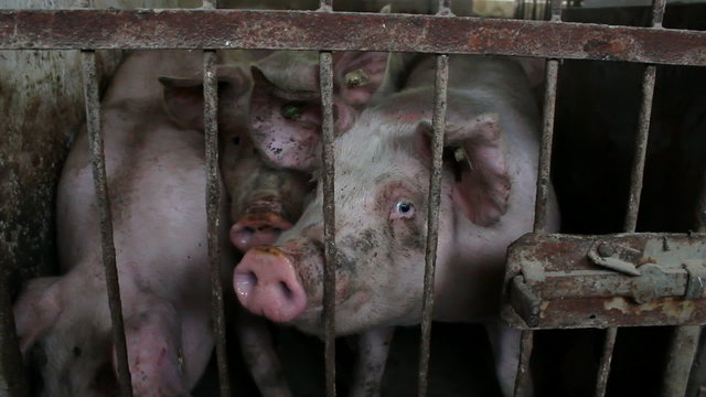 Pigs in the sty