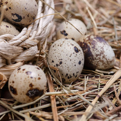 quail eggs