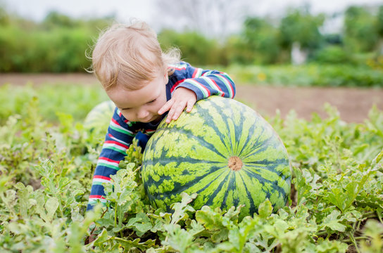 Happy toddler boy chooses a watermelon