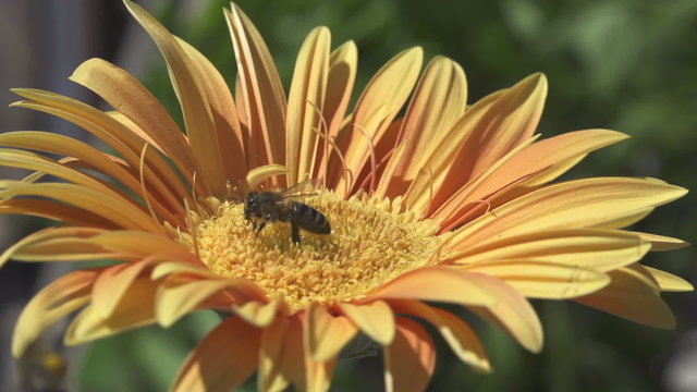 Image of beautiful flower and bee