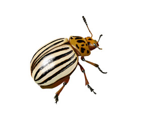 potato beetle