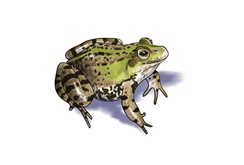 Common frog