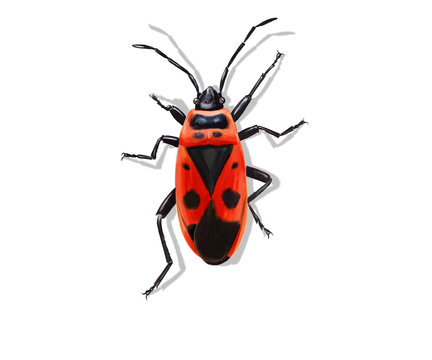 firebug