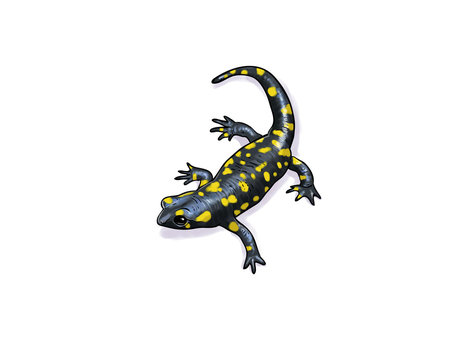 Salamander toon