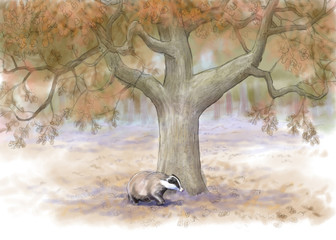 badger in autumn forest