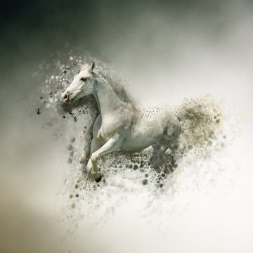 White horse, animal concept