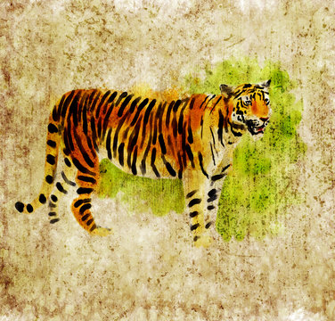 Digital tiger