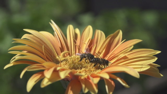 Image of beautiful flower and bee