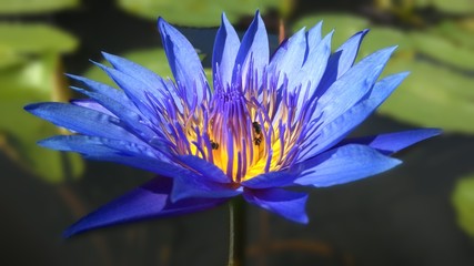 Lotus