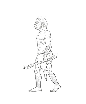 Human evolution illustration