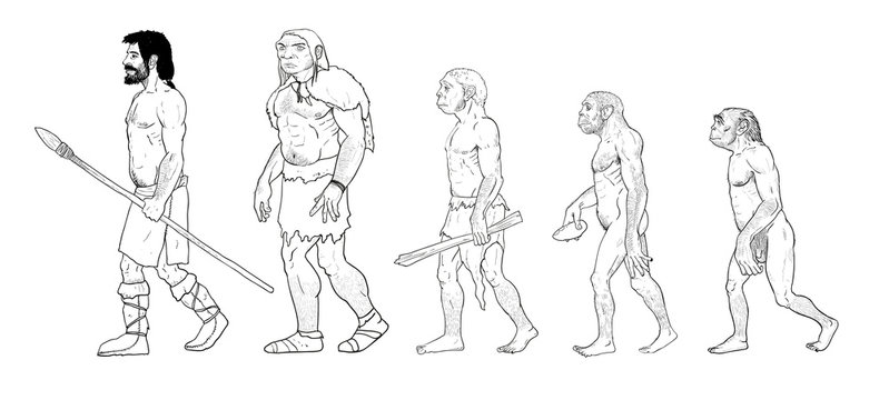 Human evolution illustration