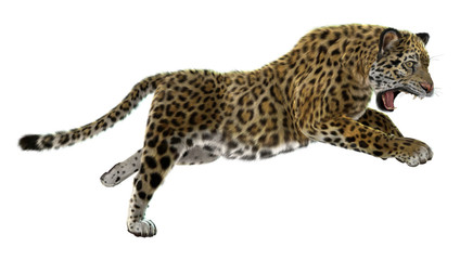 Obraz premium Wild Jaguar