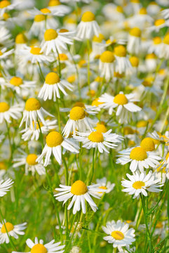 Matricaria Chamomilla Flowers