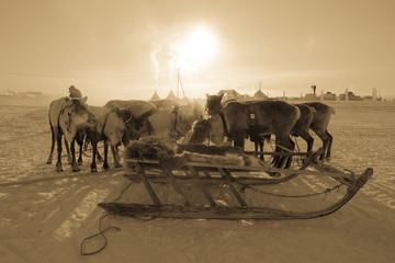 Team of reindeer on the background of yurts. Yamal