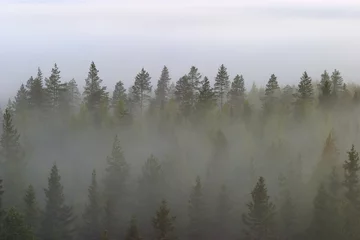 Papier Peint photo Lavable Forêt dans le brouillard Brume matinale