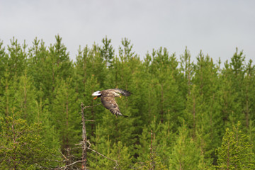 White-tailed Eagle