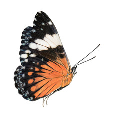 Fototapeta na wymiar Black and orange butterfly isolated