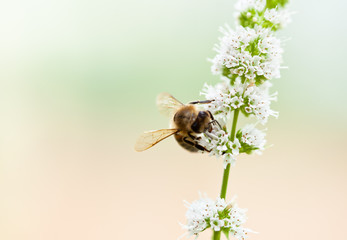 bee gather pollen on white flower of mint in garden