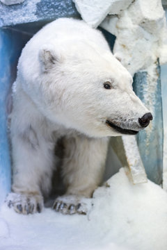 Dummy face of polar bear in museum.
