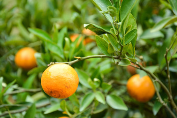 Fresh Mandarin oranges on tree
