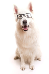 Swiss White Shepherd
