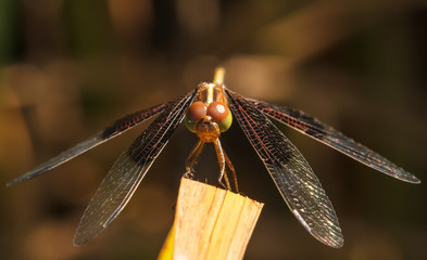 Dragonflies in Nature