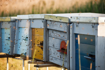 Bees flying to the hive