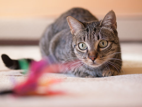 Cat stalking his feather toy