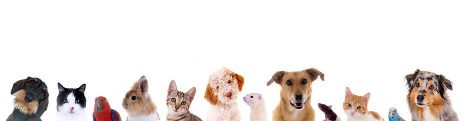 Unterschiedliche Haustiere – Köpfe in einer Reihe - obrazy, fototapety, plakaty