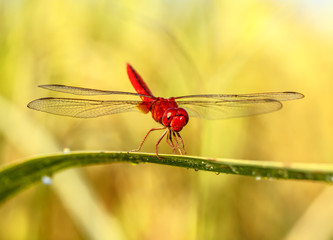 A red dragonfly