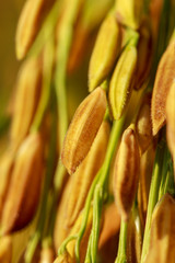 Rice of yellow gold Closeup