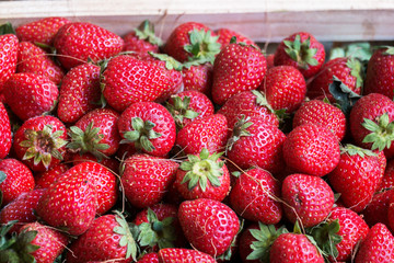 Strawberries in the wooden basket with plant