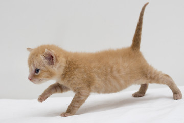 Obraz na płótnie Canvas kitten