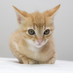 Kitten