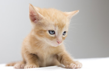 kitten