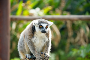 Fototapeta premium lonely lemur